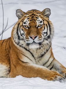 Preview wallpaper tiger, predator, animal, wild animal, wildlife