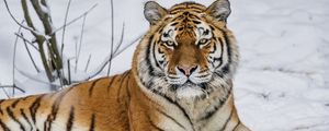 Preview wallpaper tiger, predator, animal, wild animal, wildlife