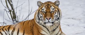 Preview wallpaper tiger, predator, animal, wild animal, wildlife