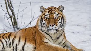 Preview wallpaper tiger, predator, animal, wild animal, wildlife