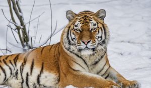 Preview wallpaper tiger, predator, animal, wild animal, wildlife