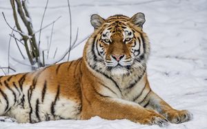 Preview wallpaper tiger, predator, animal, wild animal, wildlife