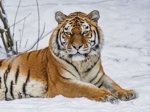 Preview wallpaper tiger, predator, animal, wild animal, wildlife