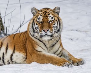 Preview wallpaper tiger, predator, animal, wild animal, wildlife