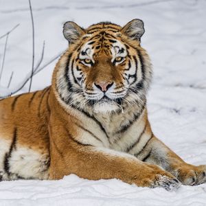 Preview wallpaper tiger, predator, animal, wild animal, wildlife