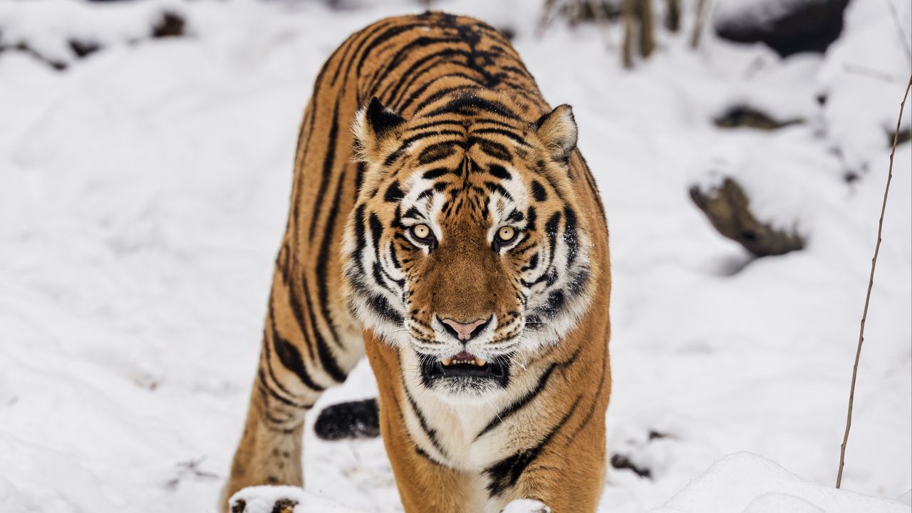 Wallpaper tiger, predator, animal, wildlife, big cat, snow