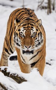 Preview wallpaper tiger, predator, animal, wildlife, big cat, snow