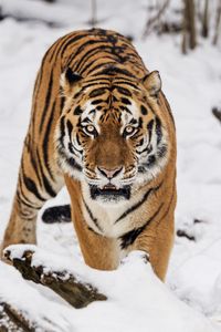 Preview wallpaper tiger, predator, animal, wildlife, big cat, snow
