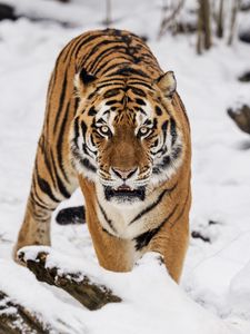 Preview wallpaper tiger, predator, animal, wildlife, big cat, snow