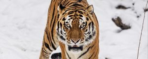 Preview wallpaper tiger, predator, animal, wildlife, big cat, snow