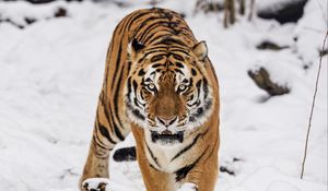 Preview wallpaper tiger, predator, animal, wildlife, big cat, snow