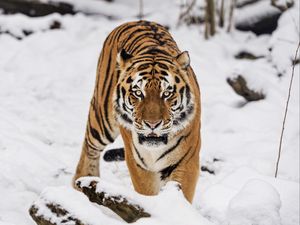 Preview wallpaper tiger, predator, animal, wildlife, big cat, snow