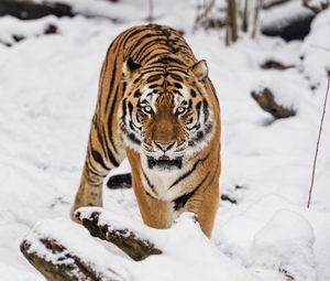 Preview wallpaper tiger, predator, animal, wildlife, big cat, snow