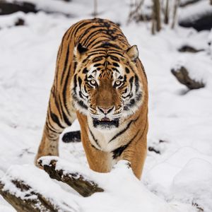 Preview wallpaper tiger, predator, animal, wildlife, big cat, snow