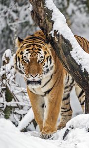 Preview wallpaper tiger, predator, animal, big cat, snow, trees