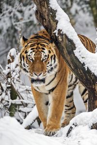 Preview wallpaper tiger, predator, animal, big cat, snow, trees