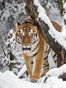 Preview wallpaper tiger, predator, animal, big cat, snow, trees