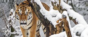 Preview wallpaper tiger, predator, animal, big cat, snow, trees