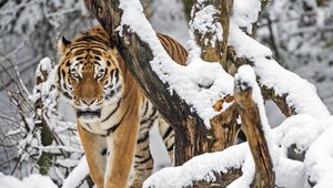 Preview wallpaper tiger, predator, animal, big cat, snow, trees