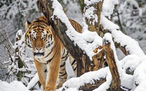 Preview wallpaper tiger, predator, animal, big cat, snow, trees