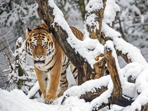 Preview wallpaper tiger, predator, animal, big cat, snow, trees