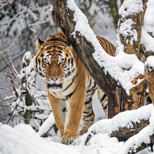 Preview wallpaper tiger, predator, animal, big cat, snow, trees