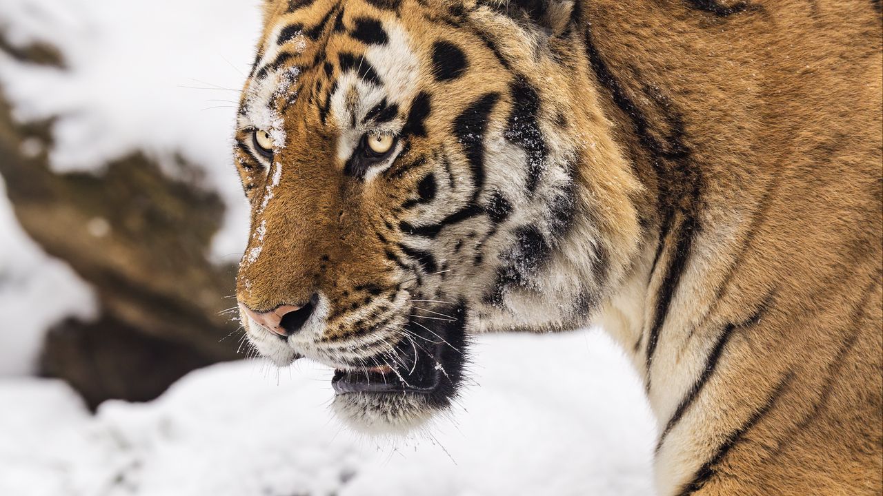 Wallpaper tiger, predator, animal, big cat, snow