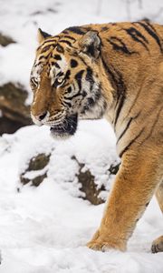 Preview wallpaper tiger, predator, animal, big cat, snow