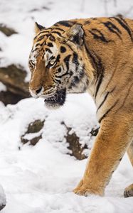 Preview wallpaper tiger, predator, animal, big cat, snow