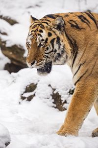 Preview wallpaper tiger, predator, animal, big cat, snow
