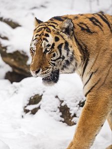 Preview wallpaper tiger, predator, animal, big cat, snow