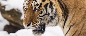 Preview wallpaper tiger, predator, animal, big cat, snow