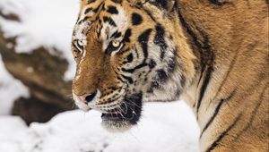 Preview wallpaper tiger, predator, animal, big cat, snow