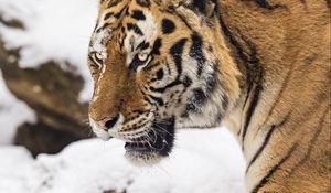 Preview wallpaper tiger, predator, animal, big cat, snow