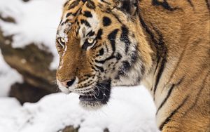 Preview wallpaper tiger, predator, animal, big cat, snow