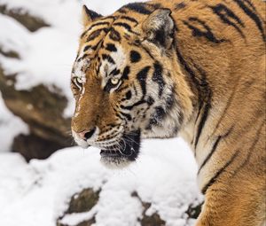 Preview wallpaper tiger, predator, animal, big cat, snow