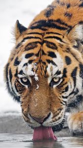 Preview wallpaper tiger, predator, animal, protruding tongue, big cat, water