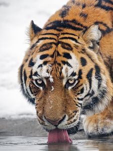 Preview wallpaper tiger, predator, animal, protruding tongue, big cat, water