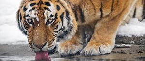 Preview wallpaper tiger, predator, animal, protruding tongue, big cat, water