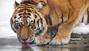 Preview wallpaper tiger, predator, animal, protruding tongue, big cat, water