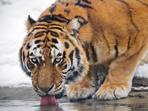 Preview wallpaper tiger, predator, animal, protruding tongue, big cat, water