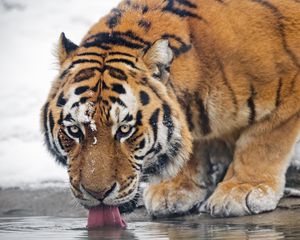 Preview wallpaper tiger, predator, animal, protruding tongue, big cat, water