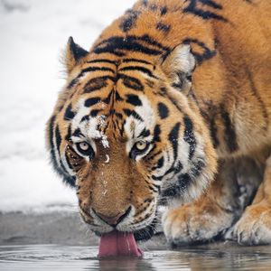 Preview wallpaper tiger, predator, animal, protruding tongue, big cat, water