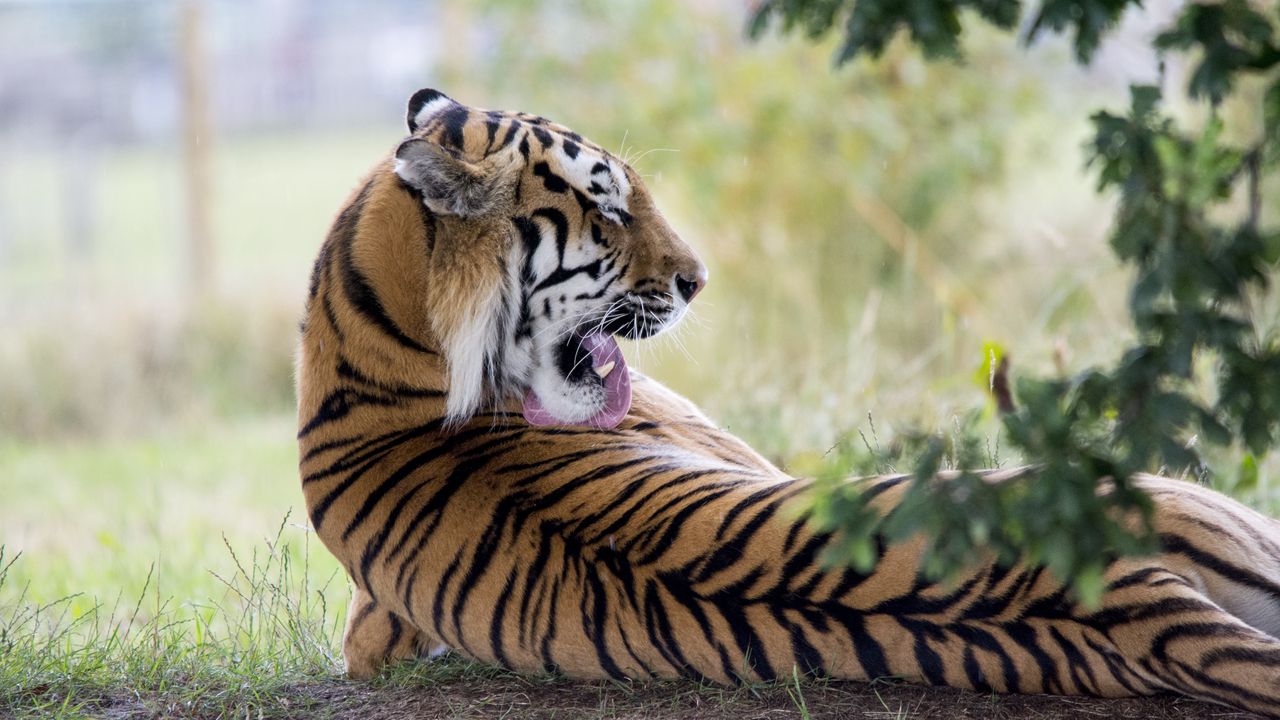 Wallpaper tiger, predator, back, lick