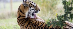 Preview wallpaper tiger, predator, back, lick