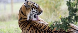 Preview wallpaper tiger, predator, back, lick