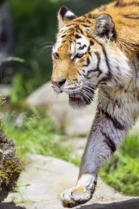 Preview wallpaper tiger, predator, big cat, wild animal, head, paw