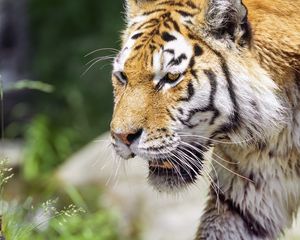Preview wallpaper tiger, predator, big cat, wild animal, head, paw