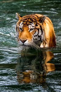 Preview wallpaper tiger, predator, big cat, animal, wet, pond, water