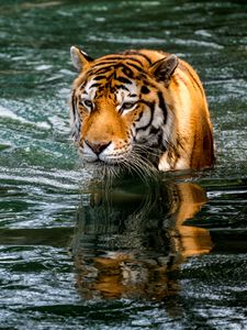 Preview wallpaper tiger, predator, big cat, animal, wet, pond, water